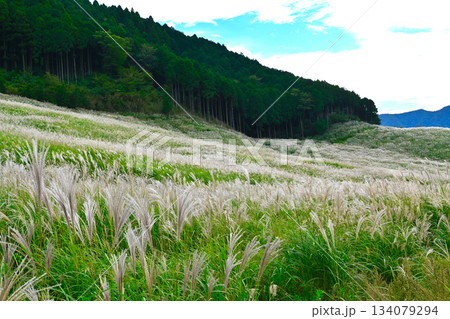 箱根　仙石原の景色 134079294