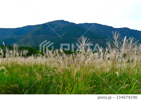 箱根 仙石原の景色 箱根 仙石原の景色 134079296