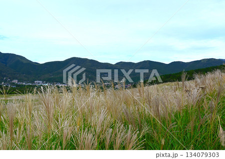 箱根 仙石原の景色 箱根 仙石原の景色 134079303