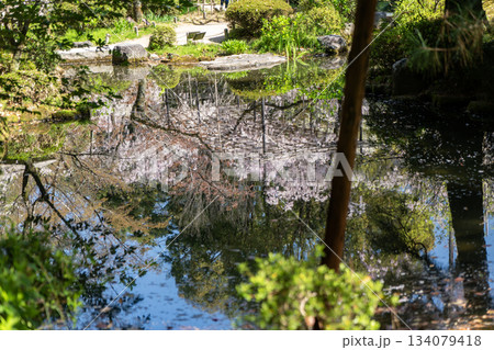 池に映る桜 134079418