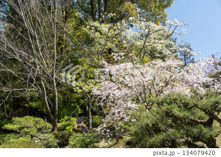 桜のある風景 134079420