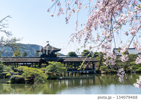 平安神宮の泰平閣と桜 平安神宮の泰平閣と桜 134079488