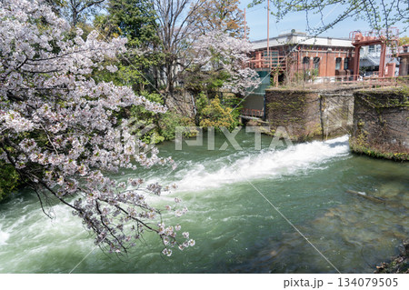 夷川発電所の桜 134079505