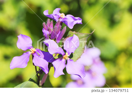 ムラサキハナナの花 134079751