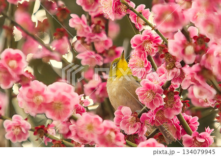 ピンク色の梅の花に囲まれてくつろぐメジロ ピンク色の梅の花に囲まれてくつろぐメジロ 134079945