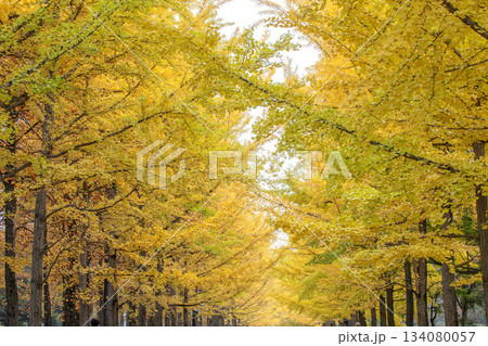 イチョウ並木 134080057