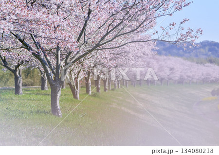 ずーっと続く桜並木の風景 ずーっと続く桜並木の風景 134080218