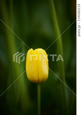 暗い背景の一輪の黄色いチューリップの花 134080219