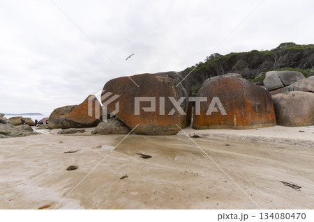 Landscape view of Squeaky Beach with the blue sky in Victoria, Australia Landscape view of Squeaky Beach with the blue sky in Victoria, Australia 134080470