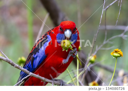 An Australian Crimson Rosella Parrot sitting in a tree on a sunny day 134080726
