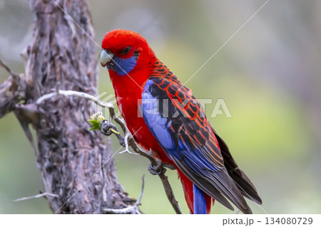 An Australian Crimson Rosella Parrot sitting in a tree on a sunny day An Australian Crimson Rosella Parrot sitting in a tree on a sunny day 134080729