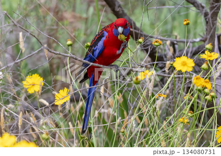 An Australian Crimson Rosella Parrot sitting in a tree on a sunny day 134080731