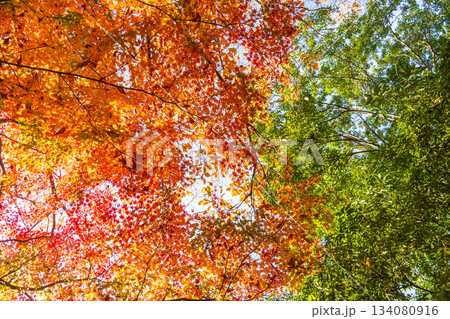カエデの紅葉 134080916