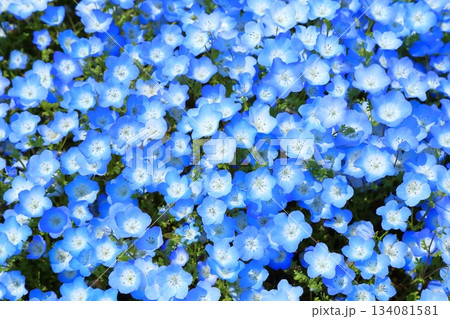 ネモフェラの花満開に咲く 134081581