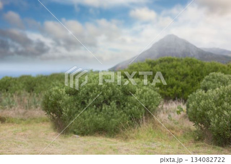 Cluster of evergreen shrubs is growing in flat design rural meadow, with rolling hill backdrop Cluster of evergreen shrubs is growing in flat design rural meadow, with rolling hill backdrop 134082722