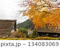 下呂温泉合掌村の紅葉 134083069