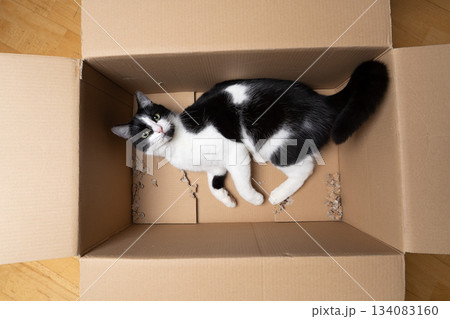 playful tuxedo cat inside of cardboard box 134083160