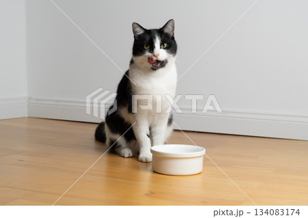 hungry tuxedo cat waiting for pet food hungry tuxedo cat waiting for pet food 134083174
