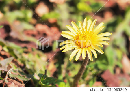 カントウタンポポの花 134083249