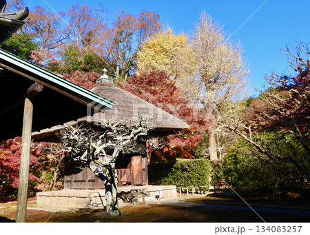 長寿寺の紅葉 長寿寺の紅葉 134083257