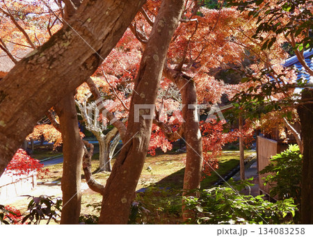 長寿寺の紅葉 134083258