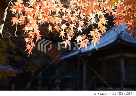 晩秋の西林寺 晩秋の西林寺 134083284