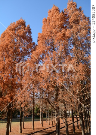 へそ公園の秋 134083387