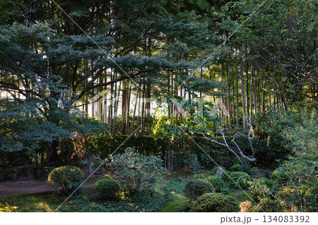 夕暮れ時の大原宝泉院の庭園の風景 134083392