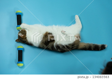 top view scottish cat workout with dumbbell on blue background 134083563