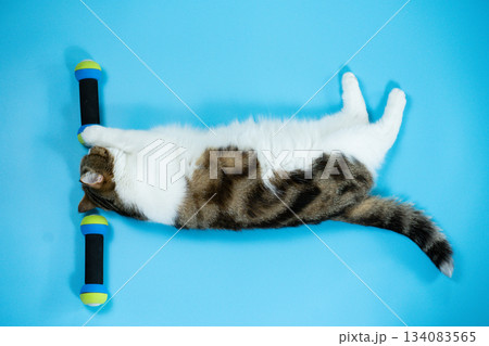 top view scottish cat workout with dumbbell on blue background top view scottish cat workout with dumbbell on blue background 134083565
