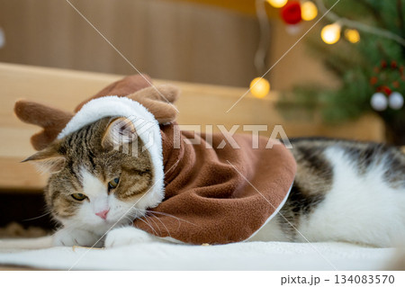scottish tabby cat in christmas theme cloth during play with new year gift and christmas tree 134083570
