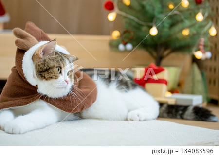 scottish tabby cat in christmas theme cloth during play with new year gift and christmas tree scottish tabby cat in christmas theme cloth during play with new year gift and christmas tree 134083596