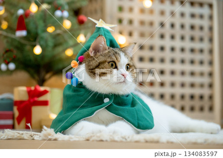 scottish tabby cat in christmas theme cloth during play with new year gift and christmas tree scottish tabby cat in christmas theme cloth during play with new year gift and christmas tree 134083597