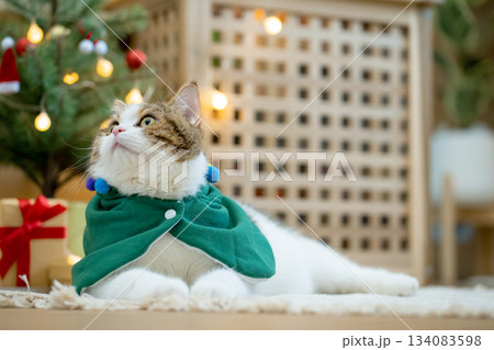 scottish tabby cat in christmas theme cloth during play with new year gift and christmas tree scottish tabby cat in christmas theme cloth during play with new year gift and christmas tree 134083598