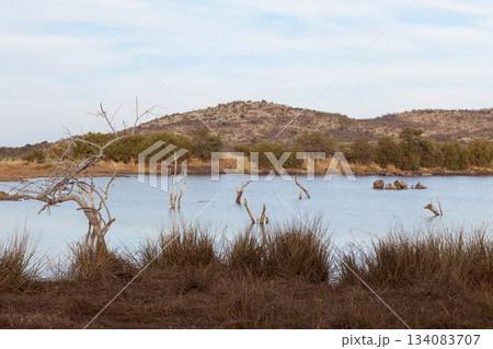 hippos are resting in flat design waterhole scene with dead tree trunks and sedge clumps hippos are resting in flat design waterhole scene with dead tree trunks and sedge clumps 134083707