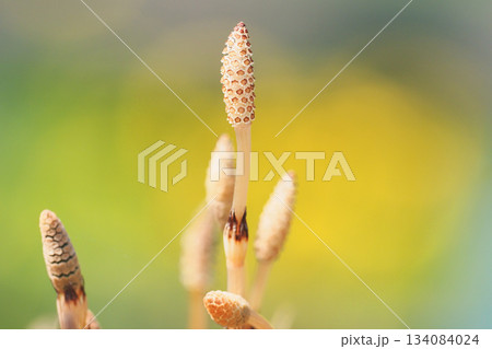 ツクシ ツクシ 134084024