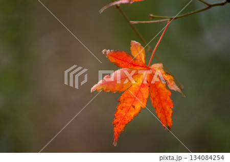 紅葉 134084254