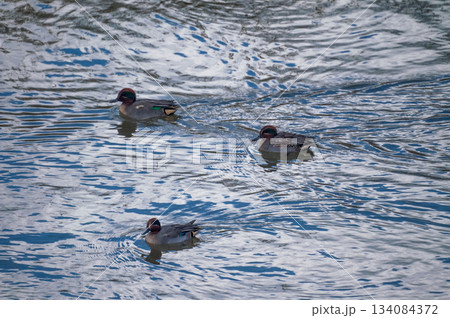 信濃川・やすらぎ堤の小鴨(こがも) 信濃川・やすらぎ堤の小鴨(こがも) 134084372