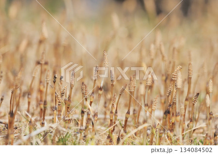 ツクシ群生 134084502