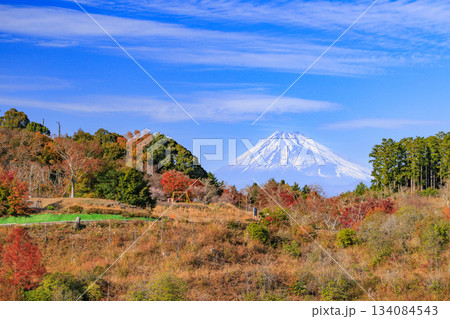 紅葉見頃な伊豆修善寺虹の郷 紅葉見頃な伊豆修善寺虹の郷 134084543