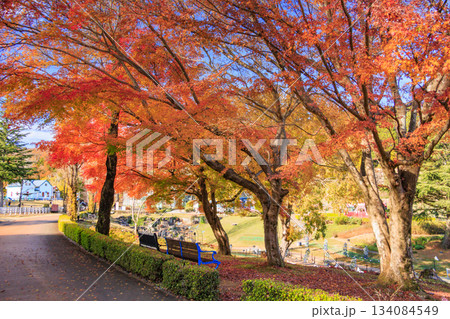 紅葉見頃な伊豆修善寺虹の郷 紅葉見頃な伊豆修善寺虹の郷 134084549