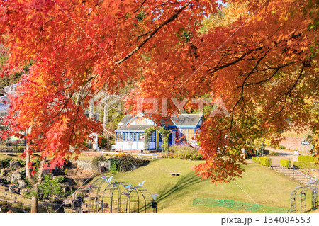 紅葉見頃な伊豆修善寺虹の郷 紅葉見頃な伊豆修善寺虹の郷 134084553