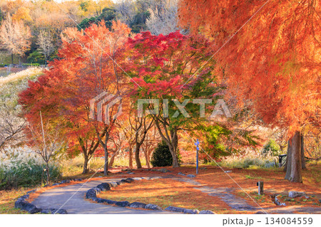 紅葉見頃な伊豆修善寺虹の郷 134084559