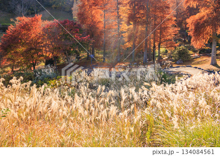 紅葉見頃な伊豆修善寺虹の郷 134084561