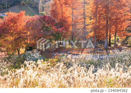 紅葉見頃な伊豆修善寺虹の郷 紅葉見頃な伊豆修善寺虹の郷 134084562