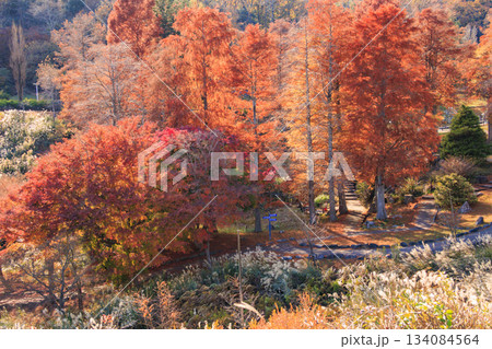 紅葉見頃な伊豆修善寺虹の郷 紅葉見頃な伊豆修善寺虹の郷 134084564