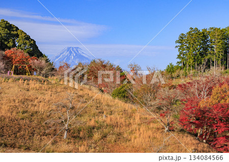 紅葉見頃な伊豆修善寺虹の郷 134084566