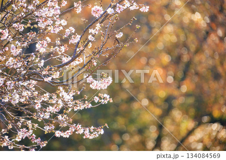 紅葉見頃な伊豆修善寺虹の郷 134084569
