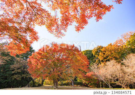 紅葉見頃な伊豆修善寺虹の郷 紅葉見頃な伊豆修善寺虹の郷 134084571