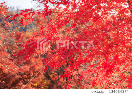 紅葉見頃な伊豆修善寺虹の郷 紅葉見頃な伊豆修善寺虹の郷 134084574